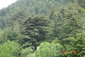 Ain Zhalta