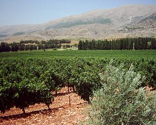 Lebanon Wine